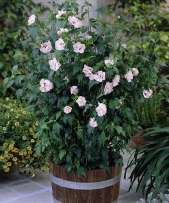 Brighter Blooms Blushing Bride Rose Of Sharon Althea Shrub