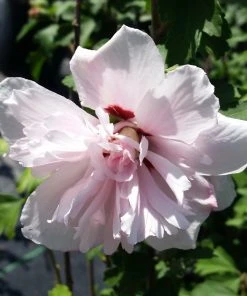 Brighter Blooms Blushing Bride Rose Of Sharon Althea Shrub