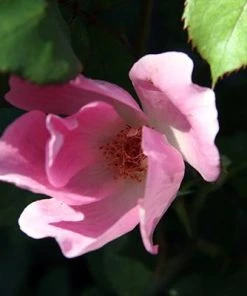 Brighter Blooms Roses Blushing Knock Out® Rose 6 Brighter Blooms Roses Blushing Knock Out® Rose