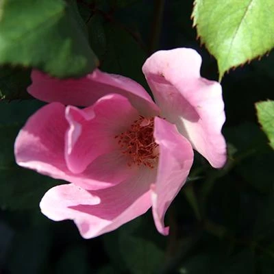 Brighter Blooms Roses Blushing Knock Out® Rose 3 Brighter Blooms Roses Blushing Knock Out® Rose