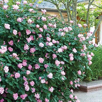Brighter Blooms Roses Blushing Knock Out® Rose 2 Brighter Blooms Roses Blushing Knock Out® Rose