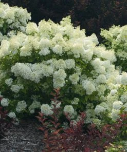Brighter Blooms Bobo® Hydrangea Shrub