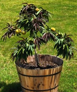 Brighter Blooms Bonfire Patio Peach Tree