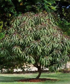 Brighter Blooms Bonfire Patio Peach Tree
