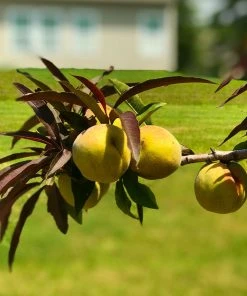 Brighter Blooms Bonfire Patio Peach Tree
