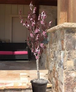 Brighter Blooms Bonfire Patio Peach Tree
