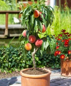 Brighter Blooms Fruit Trees Bonanza Peach Tree
