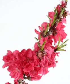 Brighter Blooms Fruit Trees Bonanza Peach Tree
