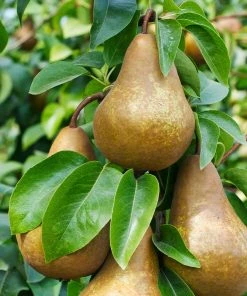 Brighter Blooms Bosc Pear Tree Pear Trees