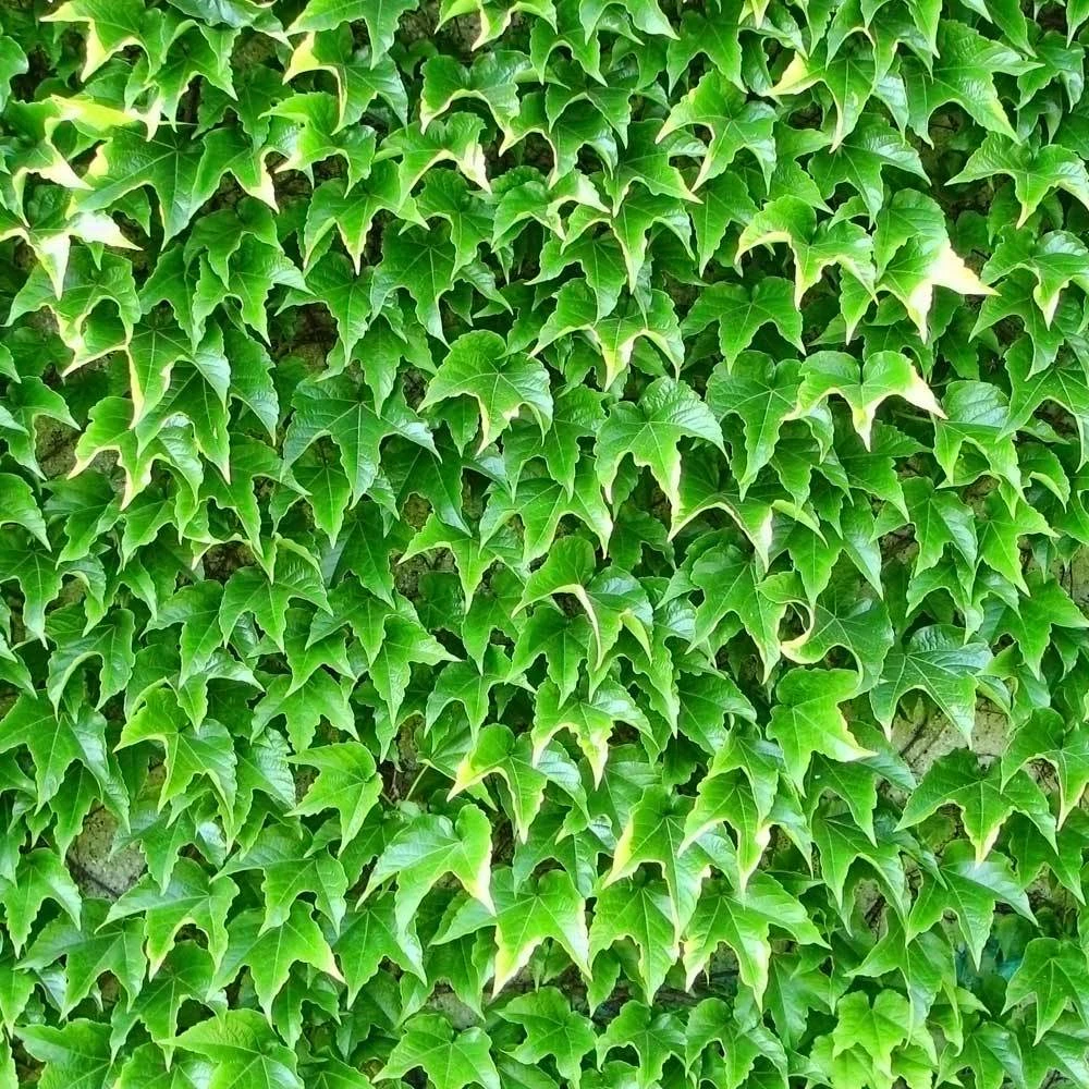 Brighter Blooms Boston Ivy 3 Brighter Blooms Boston Ivy