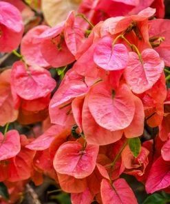 Brighter Blooms SHOP ALL Sundown Orange Bougainvillea