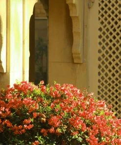 Brighter Blooms SHOP ALL Sundown Orange Bougainvillea