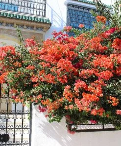 Brighter Blooms SHOP ALL Sundown Orange Bougainvillea