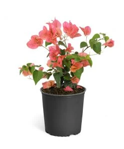Brighter Blooms SHOP ALL Sundown Orange Bougainvillea