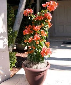 Brighter Blooms SHOP ALL Sundown Orange Bougainvillea