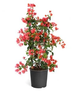 Brighter Blooms SHOP ALL Sundown Orange Bougainvillea