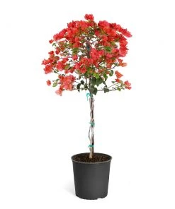 Brighter Blooms SHOP ALL Sundown Orange Bougainvillea