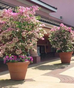 Brighter Blooms Imperial Thai Delight Bougainvillea