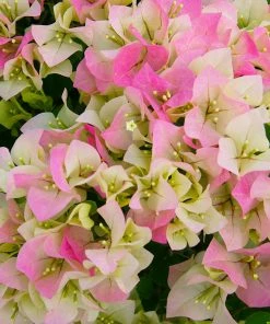 NO WARRANTY SHOP ALL Imperial Thai Delight Bougainvillea