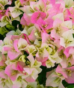 NO WARRANTY SHOP ALL Imperial Thai Delight Bougainvillea