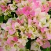 Brighter Blooms Imperial Thai Delight Bougainvillea