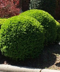 Brighter Blooms Titan Boxwood Shrub