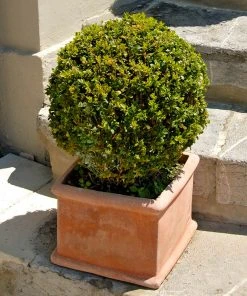 Brighter Blooms Titan Boxwood Shrub