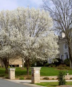 Brighter Blooms Bradford Pear Tree