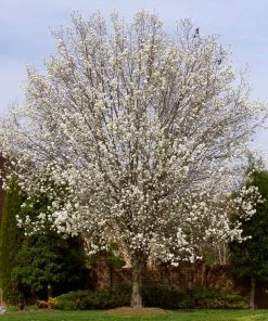 Brighter Blooms Bradford Pear Tree