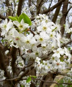 Brighter Blooms Bradford Pear Tree