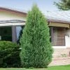 Brighter Blooms Evergreen & Privacy Brodie Eastern Red Cedar Tree