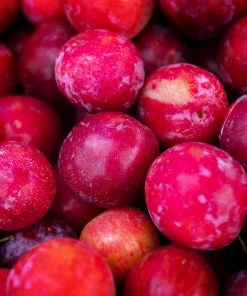 Brighter Blooms Bubblegum 'Toka' Plum Tree 7 Brighter Blooms Bubblegum 'Toka' Plum Tree