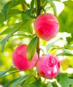 Brighter Blooms Bubblegum 'Toka' Plum Tree