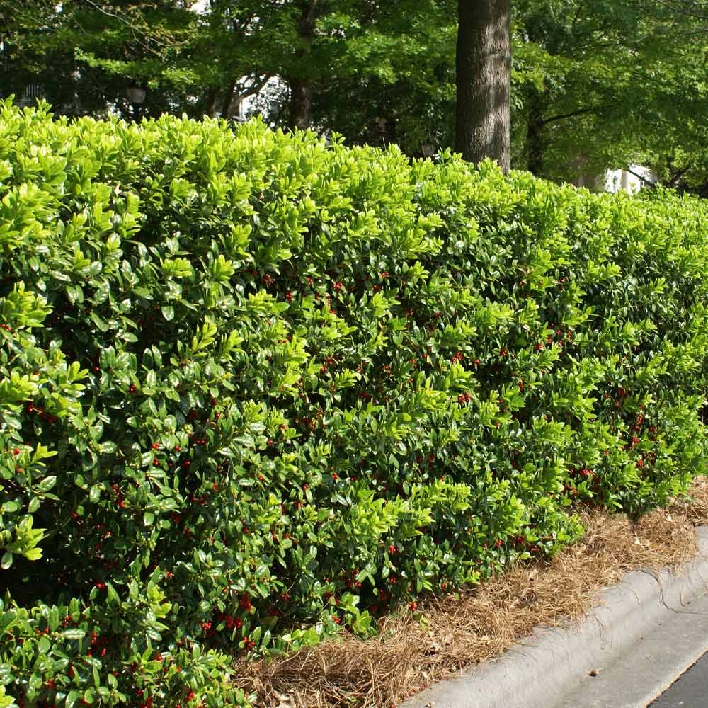Brighter Blooms Dwarf Burford Holly Shrub Shrubs & Hedges 2 Brighter Blooms Dwarf Burford Holly Shrub Shrubs & Hedges