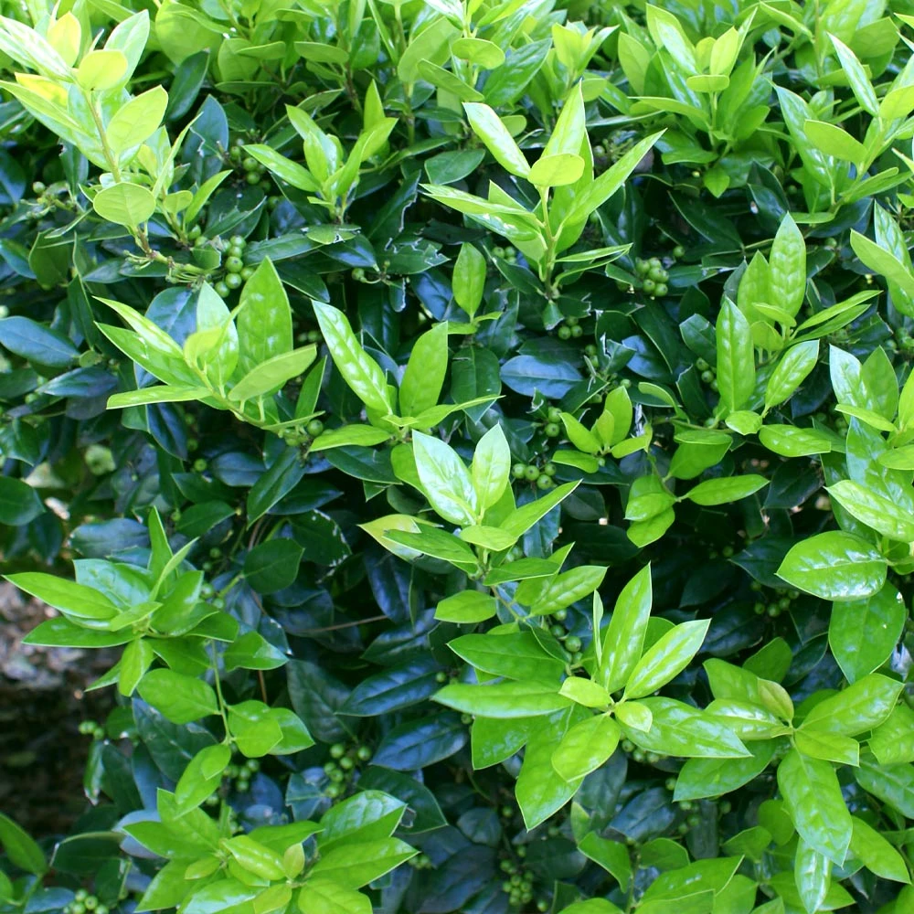 Brighter Blooms Dwarf Burford Holly Shrub Shrubs & Hedges 4 Brighter Blooms Dwarf Burford Holly Shrub Shrubs & Hedges