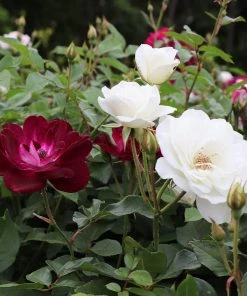 Brighter Blooms Burgundy Iceberg And Iceberg Two-fer® Rose Tree Roses
