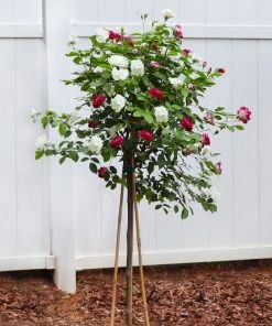 Brighter Blooms Burgundy Iceberg And Iceberg Two-fer® Rose Tree Roses