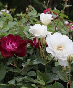 Brighter Blooms Burgundy Iceberg And Iceberg Two-ferĀ® Rose Tree Roses