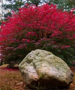Brighter Blooms Shrubs & Hedges Burning Bush
