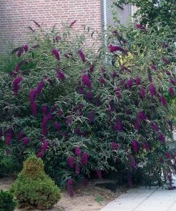 Brighter Blooms Shrubs & Hedges Black Knight Butterfly Bush