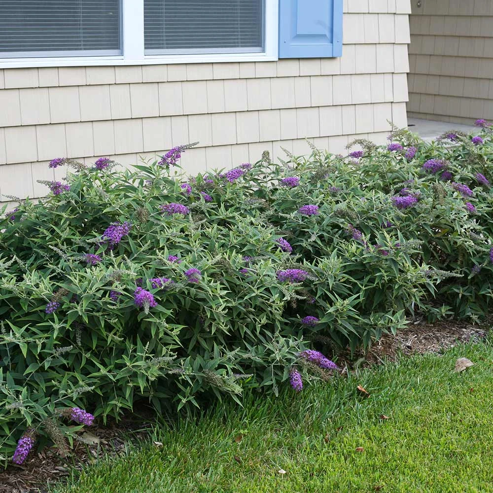 Brighter Blooms Lo And Behold Purple Haze Butterfly Bush SHOP ALL 4 Brighter Blooms Lo And Behold Purple Haze Butterfly Bush SHOP ALL