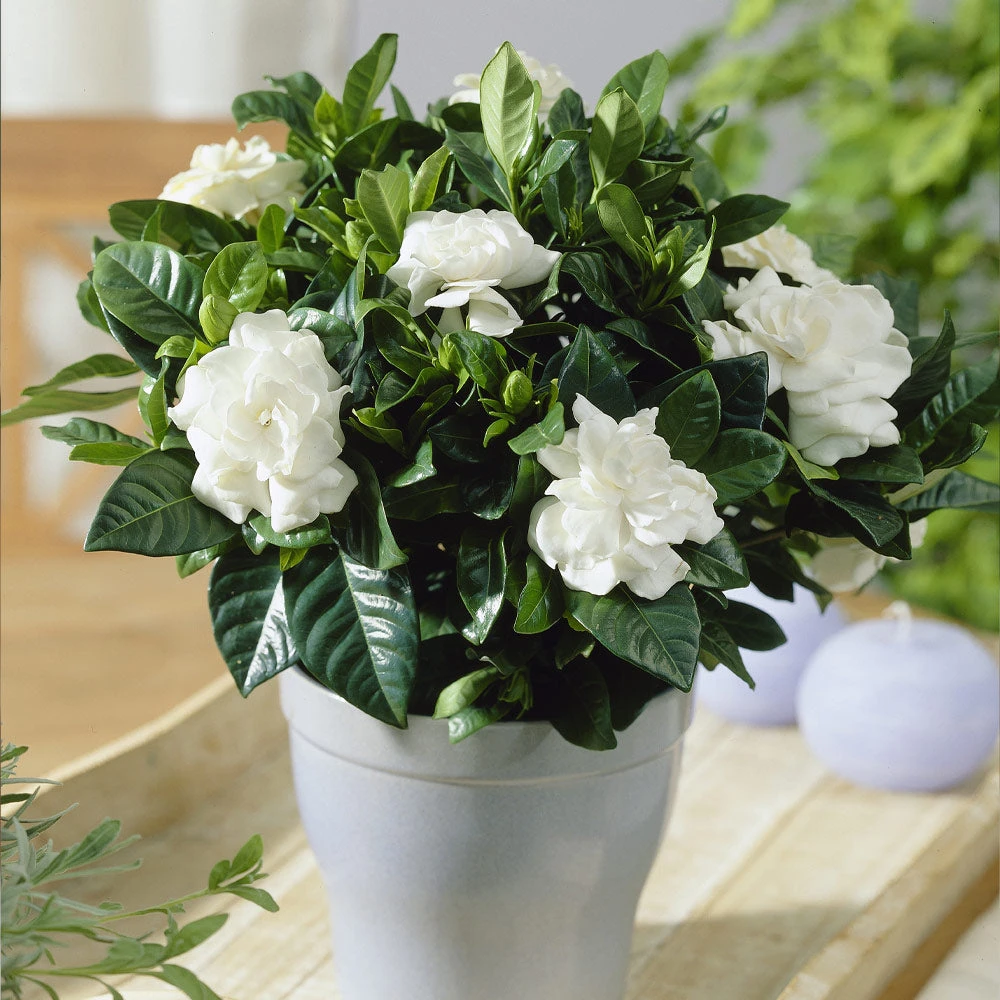 Brighter Blooms Buttons Gardenia Shrub 2 Brighter Blooms Buttons Gardenia Shrub