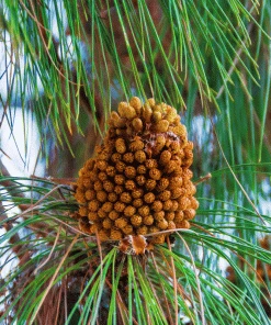 Brighter Blooms Canary Island Pine Tree