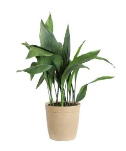 Brighter Blooms Cast Iron Plant 21 Brighter Blooms Cast Iron Plant