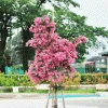 Brighter Blooms Cherokee Crape Myrtle Tree Flowering Trees