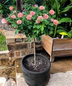 Brighter Blooms Cherish Rose Tree Roses
