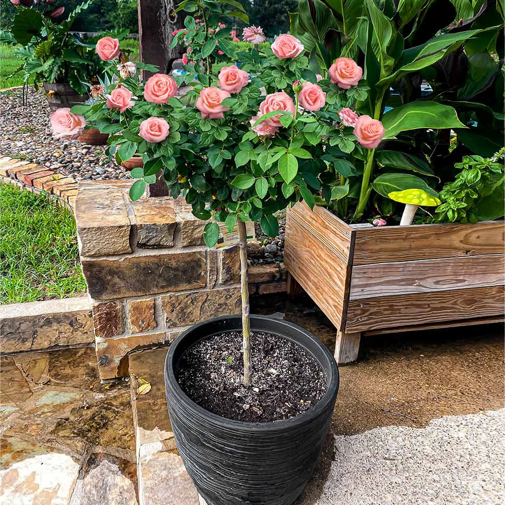 Brighter Blooms Cherish Rose Tree Roses 2 Brighter Blooms Cherish Rose Tree Roses