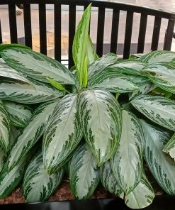 Brighter Blooms Green Chinese Evergreen Plant Shrubs & Hedges