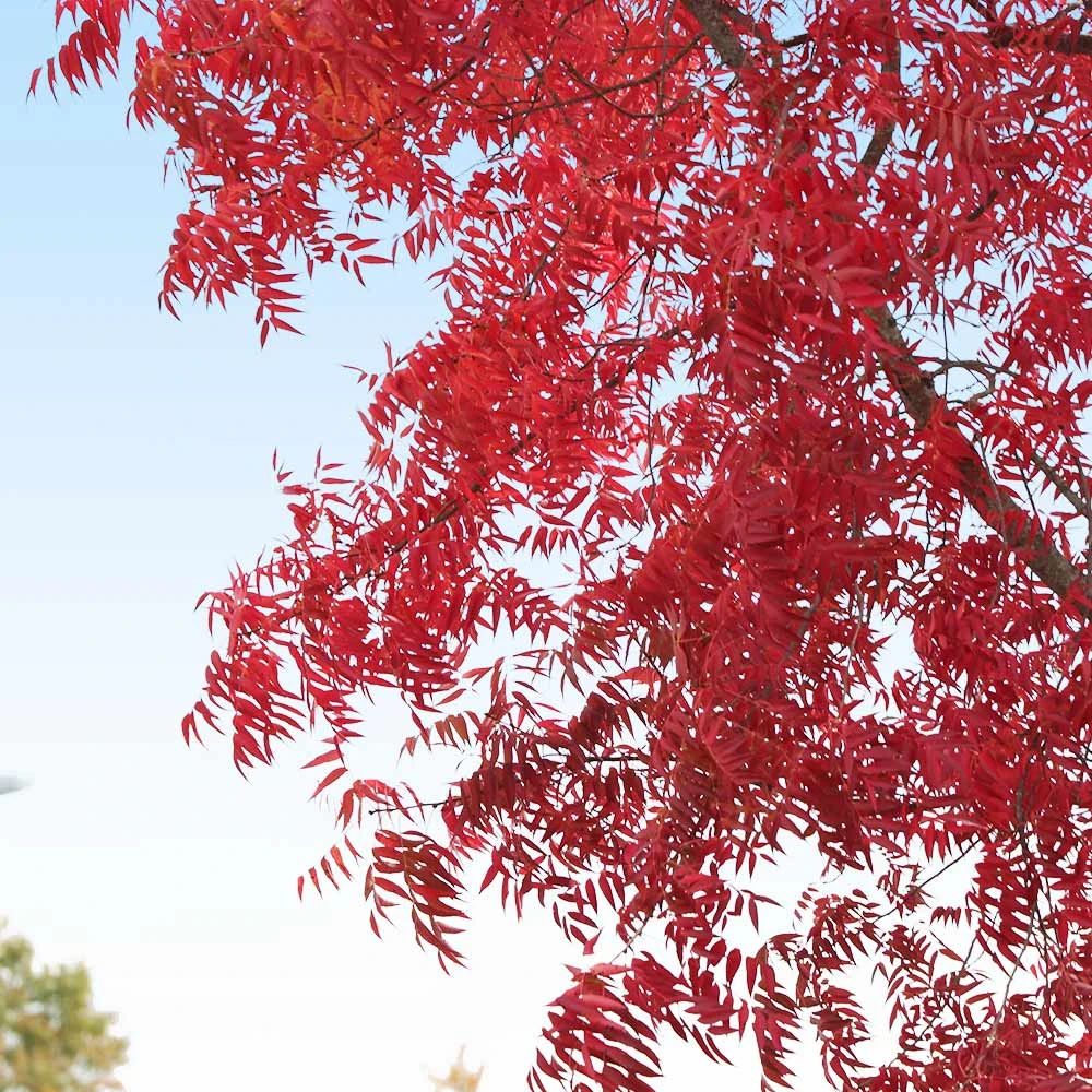 Brighter Blooms Shade Trees Chinese Pistache Tree 2 Brighter Blooms Shade Trees Chinese Pistache Tree