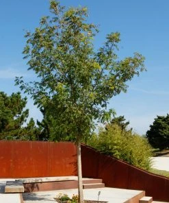 Brighter Blooms Shade Trees Chinese Pistache Tree